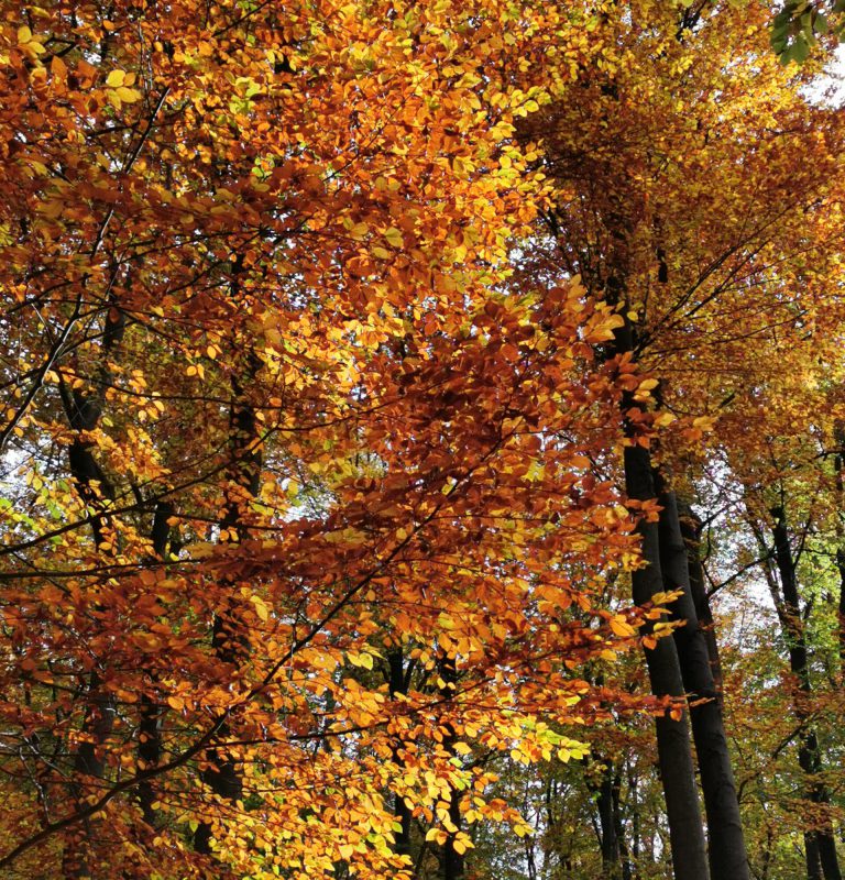 ost-holzfenster-Baum